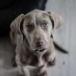 Happy the dog is not a person, NY’s highest court rules