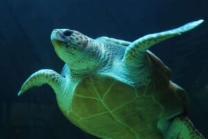 negative-space-underwater-sea-turtle-feldwick-davis-thumb-1